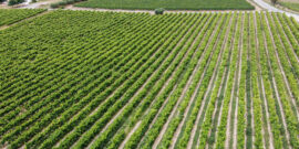 Les 5 meilleurs vignobles et établissements vinicoles à visiter en Catalogne