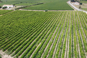 Les 5 meilleurs vignobles et établissements vinicoles à visiter en Catalogne